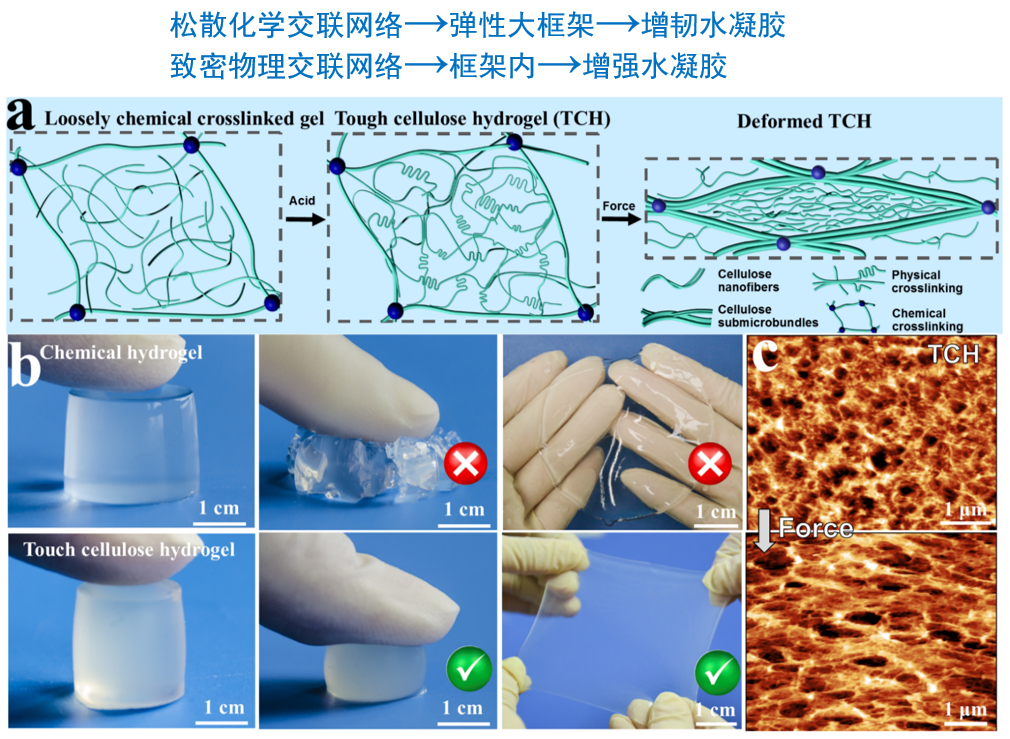 武汉大学张俐娜院士课题组在高强度纤维素水凝胶领域取得一系列成果